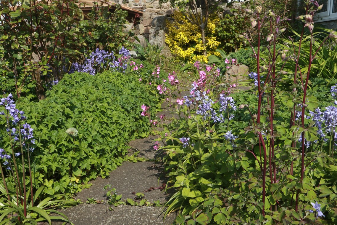 photo of garden taken last May